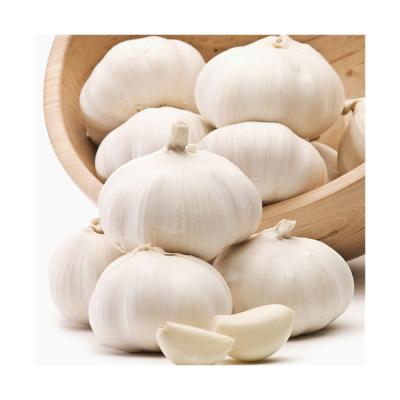 China Fresh Garlic In Factory 4p Chinese Pure White Garlic Fresh Household Cooking Garlic for sale