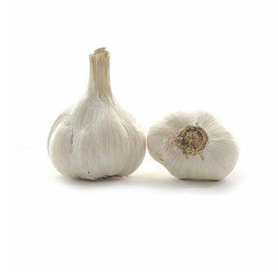 China Bulk fresh high quality fresh garlic the new china fresh garlic cold storage fresh garlic for sale