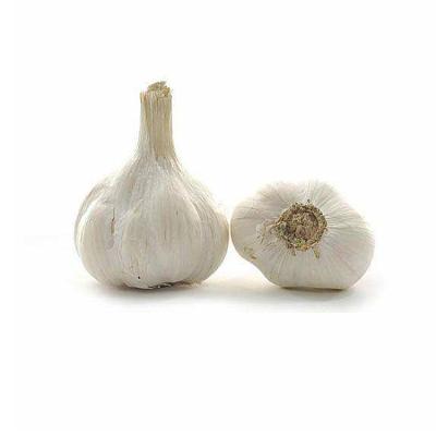 China New Cold Storage 4p Chinese Pure White Fresh Garlic Fresh Natural White Red Garlic for sale