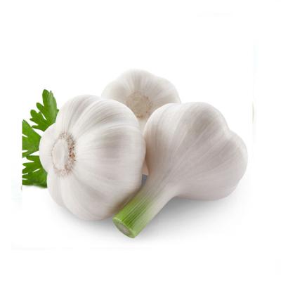 China New Cold Storage Fresh Fresh Fresh Garlic Price White Garlic China Garlic With Best Quality for sale