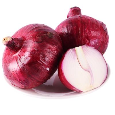 China China Fresh Fresh Onion Import-Export 5-8CM In Mesh Bags Fresh Onion for sale