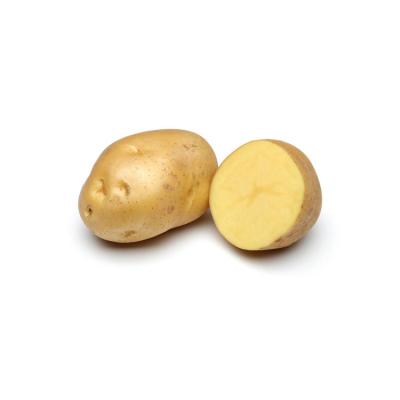 China Professional Fresh Cheap Price Fresh Sweet High Quality Potato for sale