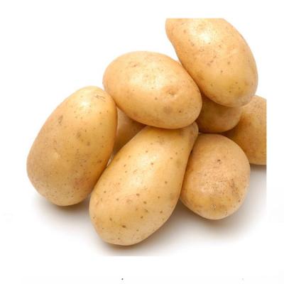 China New Crop Mesh Bag Package Price Fresh Potato Yellow Flesh Potato for sale