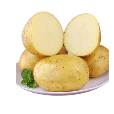 China Professional fresh cheap price cultivation potato seedling candy fresh new for sale