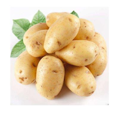 China new crop fresh potato fresh potatoes with lowest price from china suppliers for sale