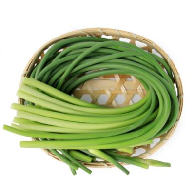 China Fresh High Quality Young Green Cooking Garlic Moss Shoot Sprouts Fresh Vegetable for sale