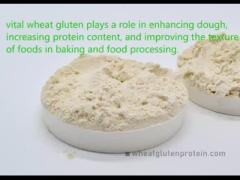 Vital Wheat Gluten Wheat Gluten