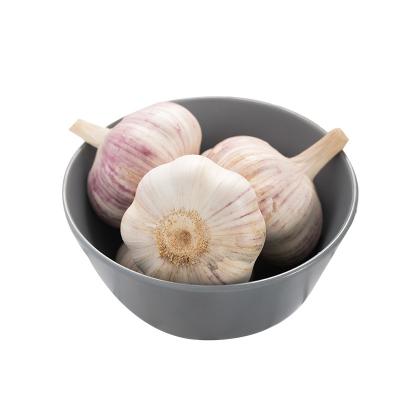 China Common Normal Pure Fresh Garlic About 4.0cm 4.5cm 5.0cm 5.5cm 6.0cm Size  Supplier in China Wholesale for sale