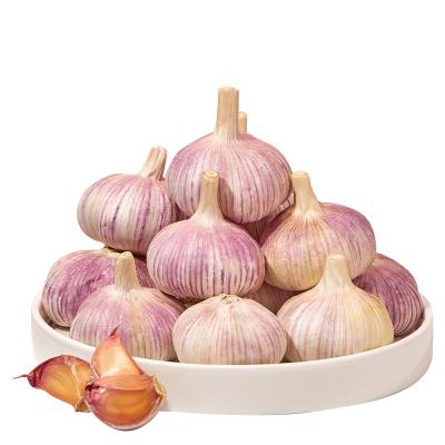 China Common Garlic Alho For Wholesale Fresh Vegetales Factory Price Fresh White Or Purple Garlic For 4.0 4.5 5.0 5.5 CM Size for sale