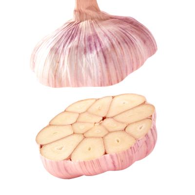 China Common Factory Wholesale Price Fresh Purple White Garlic Supplier Export Good Quality Garlic for sale