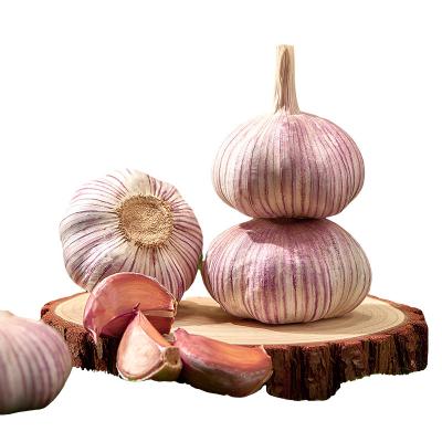 China Common 4.0~6 cm Size Garlic Alho For Factory Wholesale Price Fresh Fresh White Or Purple Garlic for sale