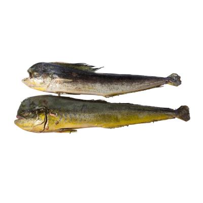 China Fengsheng Seafood Raw Material Low Fat High Quality Fresh Chilled Frozen Aplet Mahimahi for sale