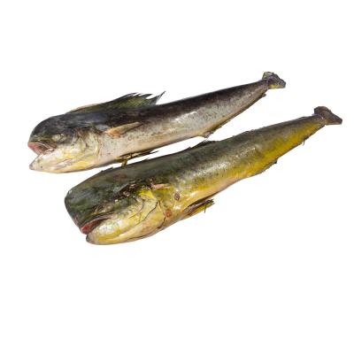 China Fengsheng Good Quality Seafood Low Fat Frozen Raw Material Gluten Free Mahimahi Fish for sale