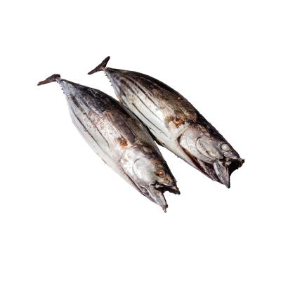 China Fengsheng Seafood Raw Material Low Fat Frozen Skipjack Tuna for sale