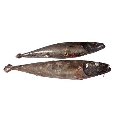 China Fengsheng Low Fat Frozen Seafood Supplier Fresh Chilled Oilfish Aplet for sale