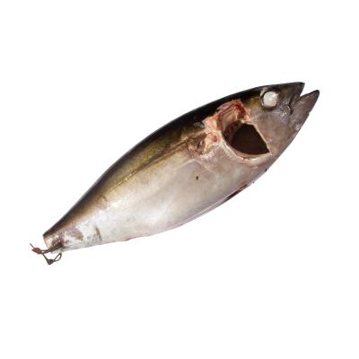 China Fengsheng Low Fat Wholesale Frozen Seafood Raw Material Tuna Fish Longline Low Fat Bigeye for sale