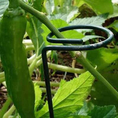 China Q235 Steel Dark Green Plant Support Rod Single Ring Plant Support for Rose Tomatoes Plant Support for sale