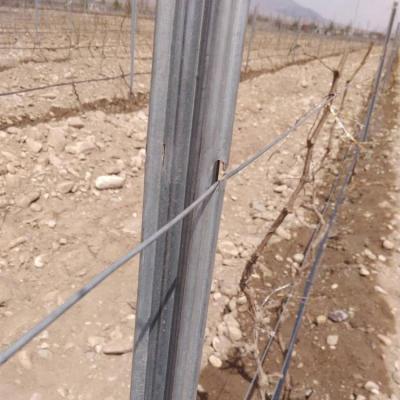 China Galvanized Metal Vineyard Support Posts Vineyard Grape Metal Trellis Long Post 1.5m-2.4m for sale