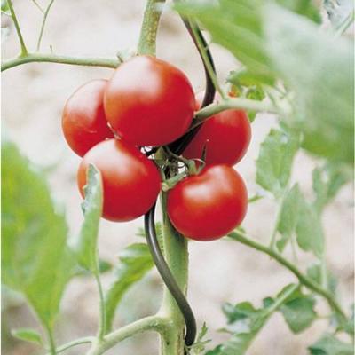 China Plant Support Green PVC Coated Tomato Spiral Plant Supports Metal Spiral Support For Single Tomato Tomato Stake for sale