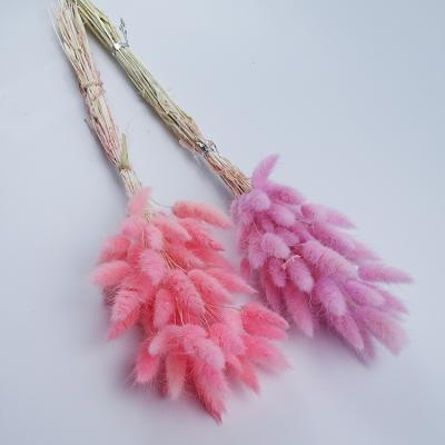 China Wedding Home Decoration Party Real Dry Flowers Wedding Flower Bouquet Foxtail Viridis Dog Tail Grass Material Natural DIY Sage Grass Bunny Tail Grass for sale