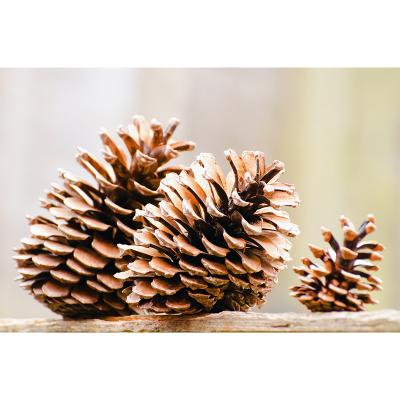 China Christmast Ornament Handmade Christmas Decoration Creative Gift Dried Flower Pine Cones Thanksgiving Mini Brown Rustic PineCones For Home Party for sale