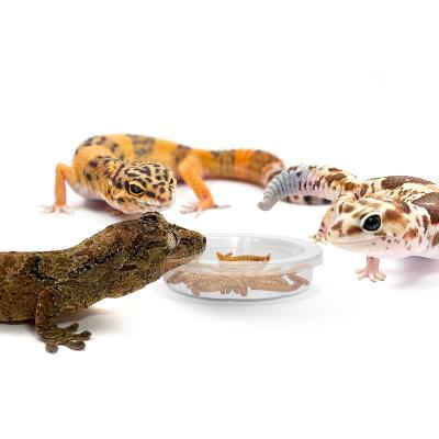 China Sustainable Worm Anti Escape Feeder Lizard Gecko Ceramic Pet Feeding Bowls Mealworm Bowl Escape Proof Reptile Food Feeder Dish Bowl for sale