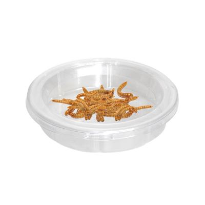 China Sustainable Reptile Food Dish Bow Worm Water Dish Small Lizard Gecko  Pet Bowls for sale