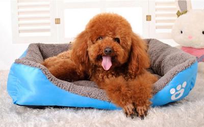 China Breathable Petthermal Bed Fruit Pie Petbed Pet Beds Fashion Pet Mat Bed for sale