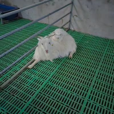 China Farms Manufacture price plastic matting for goat farm goat fencing farm goat farming cage for sale