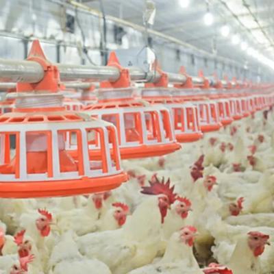 China Poultry Farm Chicken Feeding Fully Automatic Poultry Farming Feeding Line System Feeder Equipment For Broiler Chicken Products for sale