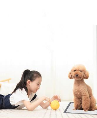 China Sustainable Hot Sale Pet Pee Training Products In China for sale