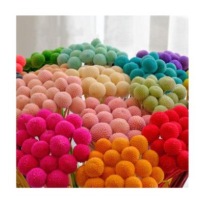 China Factory Price Durable Preserved Flower Preserved Golden Balls Billy Ball Craspedia For Wedding Home Decoration for sale