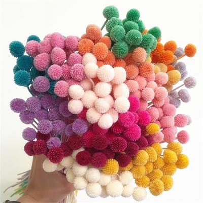 China Durable Wholesale Preserved Flower Preserved Golden Balls Billy Ball Craspedia For Wedding Home Decoration for sale