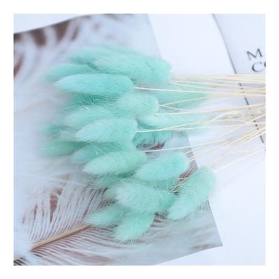 China Wholesale Realistic Preserved Rabbit Tail Grass Multi Color For Decoration for sale