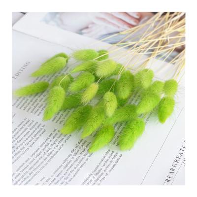 China Lagurus Ovatus Rabbit Tail Realistic Dry Natural Grass for sale