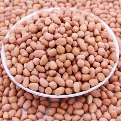 China 100% Natural Peanuts Dry Raw Peanuts Nuts Without Shell for sale