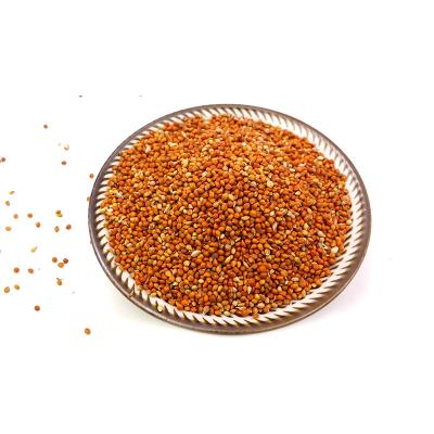 China Cultivation Dried Dry Type Red Broomcorn Millet With Cheap Price for sale