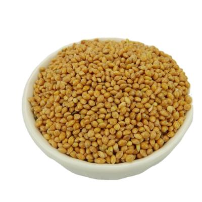 China Best Price Dry Yellow Broomcorn Millet Premium Organic Grains for sale