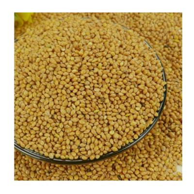 China Supplier Top Yellow Broomcorn Dry Sticky Millet at Bulk Price for sale