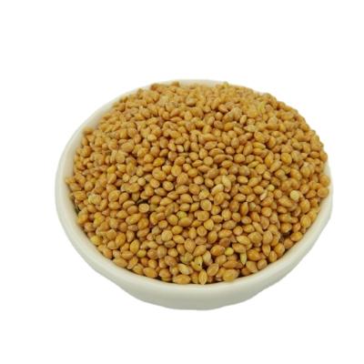 China 2021 New Crop Yellow Broomcorn Dry Sticky Millet In Husk For Animal Feed Wholesale for sale