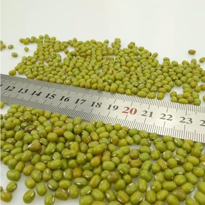 China Export Green Mung Beans Dried Whole Beans for sale