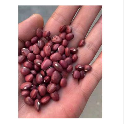 China Dried Small Red Kidney Beans Cheaper Price Round Canned Kidney Beans for sale