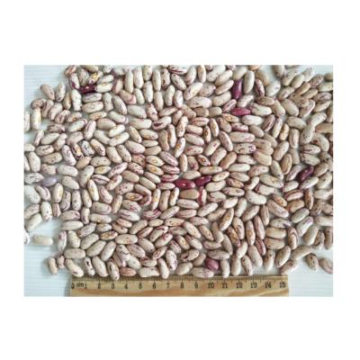 China Best Selling Spotted Kidney Dry Bean Sugar Beans For Food Cooking Light for sale