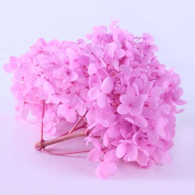 China China Factory Wholesale Green Natural Hydrangea Botanical Environmental Protection Preserved Flower for sale