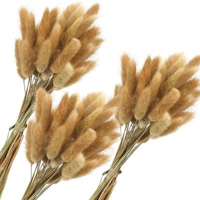 China Fashional popular natural dry polychromatic decoration dried flower bouquets rabbit tail grass for sale