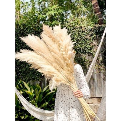 China Preserved pampas grass beautiful decor natural dry big ns stats fake wedding real big for sale