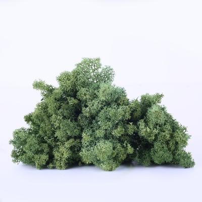 China Events Decoration Natural Green Wall Decor 500g Pack Preserved Natural Moss for sale