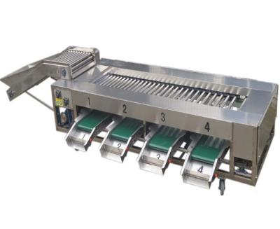 China food & Beverage Factory Stainless Steel Potato Grading Machine Potato Sorter Potato Washing and Sorting Machine for sale