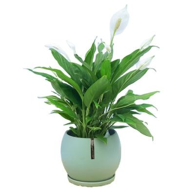 China Modern Wholesale Flower Pots Matte Round Belly Flowerpot Full Glazed Ceramic Basin for sale