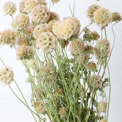 China Factory Direct Supply Durable Dried Bouquet Preserved Windmill Fruit For Boho Flower Design for sale